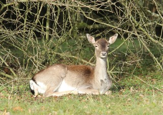 aw-duinen-08